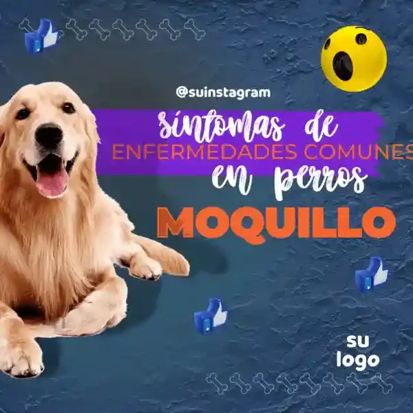 Copia de VETERINARIA 1 (1)_11zon