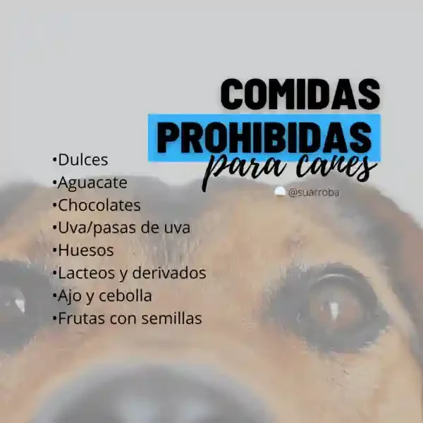 Copia de VETERINARIA 6 (1)_11zon